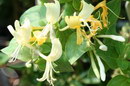 Japanese Honeysuckle